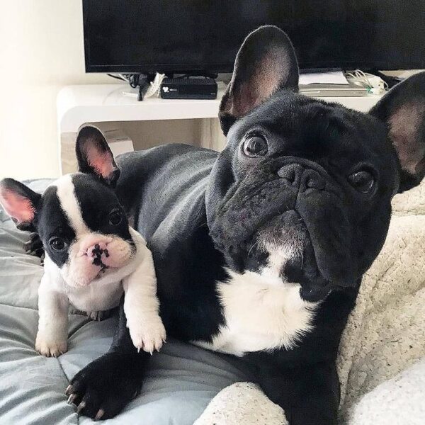 French bulldog puppies for sale near me