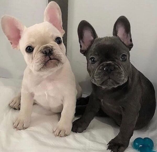 frenchie dogs for sale near me