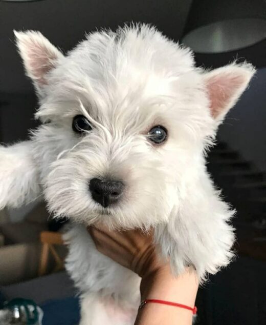 West Highlander Puppies (Westie) for Sale | Best Breeder westie free to good home