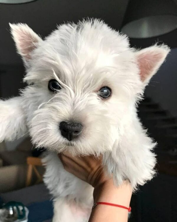 West Highlander Puppies (Westie) for Sale | Best Breeder westie free to good home